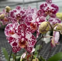 Phalaenopsis Chocolate Blooming Size