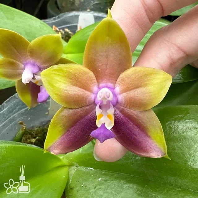 Phalaenopsis Mituo Princess blue
