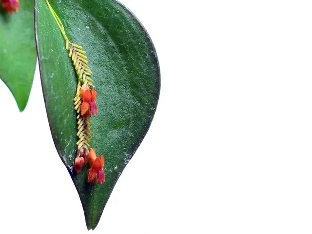 Lepanthes fimbriata (Lepanthes)