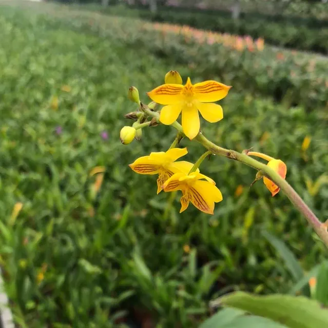 Polystachya pubescens (Polystachya)