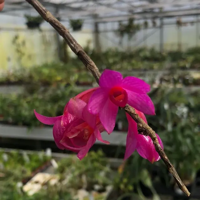 Dendrobium sulawesiense X lawesii