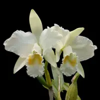 Cattleya mossiae var. alba
