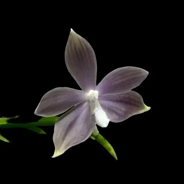 Phalaenopsis tetraspis coerulea