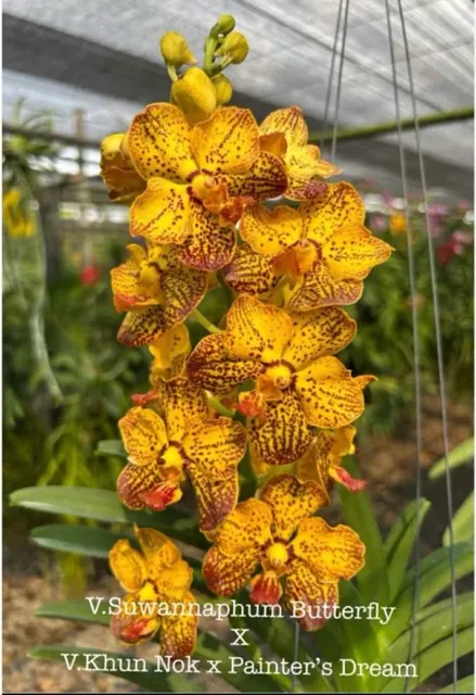 Vanda Suwannaphum Butterfly X