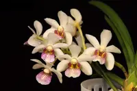 Holcostylis M S Sunlight (Holc. flavescens × Rhy. gigantea)