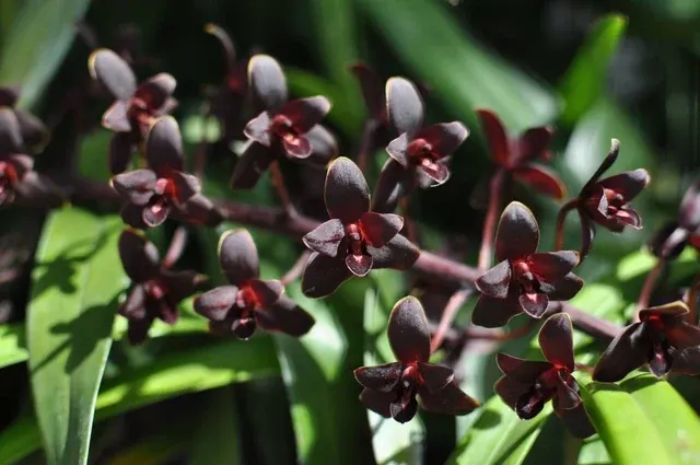 Cymbidium Helen Bannerman AM/AOS 'Black Magic' (Cymbidium)