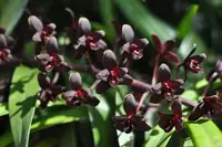 Cymbidium Helen Bannerman (Little Black Sambo) 'Black Magic' AM/AOS