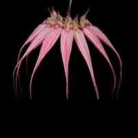 Bulbophyllum rothschildianum x Bulbophyllum longissimum