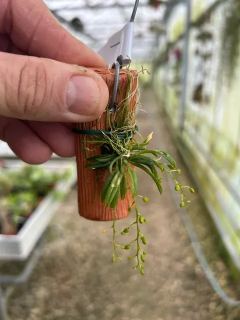 Zygostates apiculata