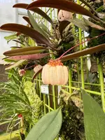 Bulbophyllum for sale — pink