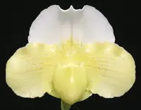 Paphiopedilum Izanaminomikoto 'Ballerina'