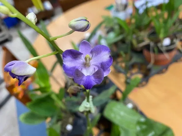 Phalaenopsis pulcherrima 'coerulea splash'