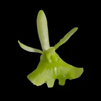 Epidendrum difforme