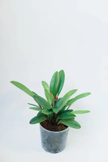 Masdevallia menatoi (Masdevallia)