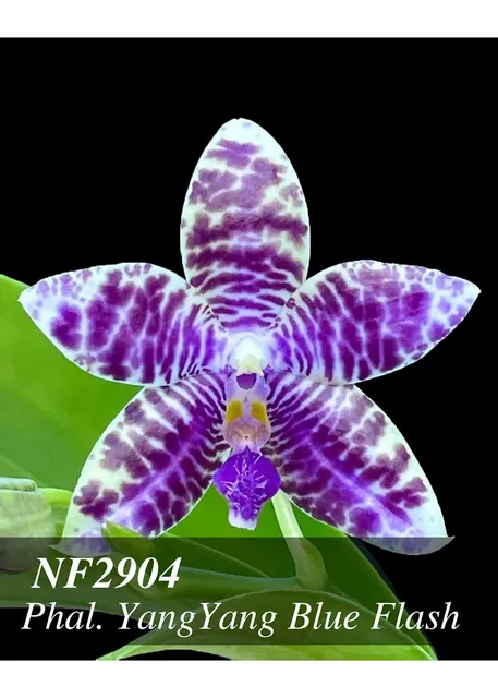Phalaenopsis YangYang Blue Flash 'Prince' (Phalaenopsis)