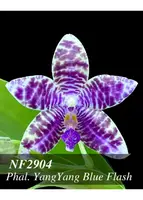 Phal. YangYang Blue Flash (Penang Violacea x lueddemanniana var coerulea ' Prince')