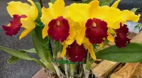 Blc. Alma Kee 'Tipmalee'