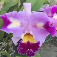 Lc. Oprah Winfrey `Chadwick' 5" Pot