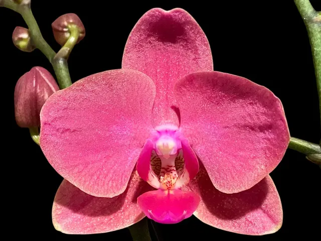 Phalaenopsis Red Sun