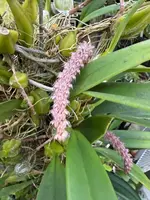 Bulb. lilacinum bare root division — Not in bloom