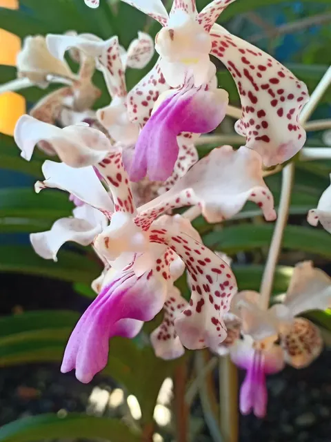 Rhynchostylis Coelestis X Vanda Luzonica