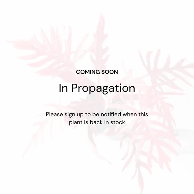 Lepanthes dalessandroi pink