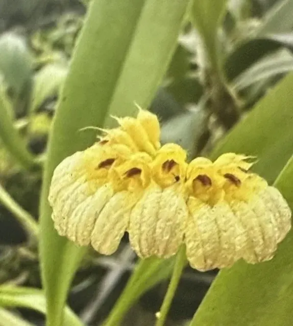 Bulbophyllum auratum (Bulbophyllum)