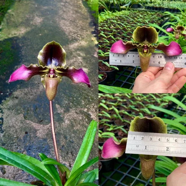 Paphiopedilum hirsutissimum 'Sang Wang' (Paphiopedilum)