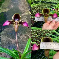 Paphiopedilum hirsutissimum 'Sang Wang' Am/RHT — 9 cm / No