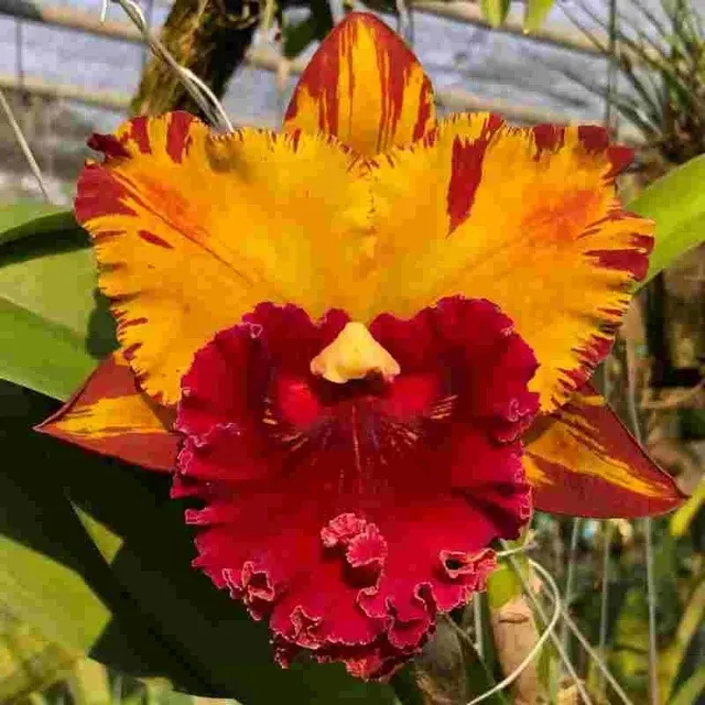 Rhyncholaeliocattleya Hey Song 'Amazing Thailand'