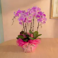 Ingrid Pink Phalaenopsis Orchid (5 Stalks) — Negeri Sembilan