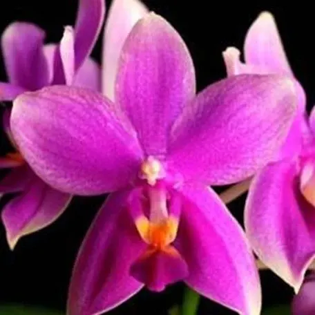 Phalaenopsis Timothy Christopher × bellina (Phalaenopsis)