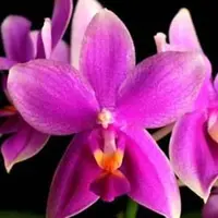 Phalaenopsis Timothy Christopher × bellina 2.5" Fragrant