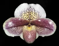 Paphiopedilum Sweet Dreams ‘#1’