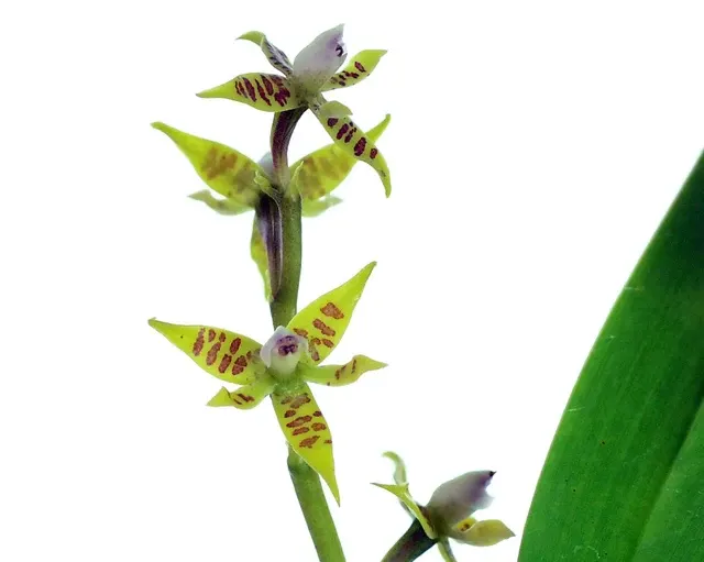 Prosthechea villae-rosae (Prosthechea)