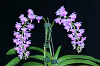 Aer. odorata x sib (Pink color) (ADO) ( - - odorata ) Aer.=Aerides