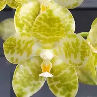 Phalaenopsis gigantea var. alba × sib 1.7"
