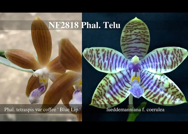Phalaenopsis Telu 'Note: Fragrance'