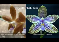 Phal. Telu 'note: Fragrance ' (tetraspis var coffee ' blue lip ' x lueddemanniana fma coerulea )