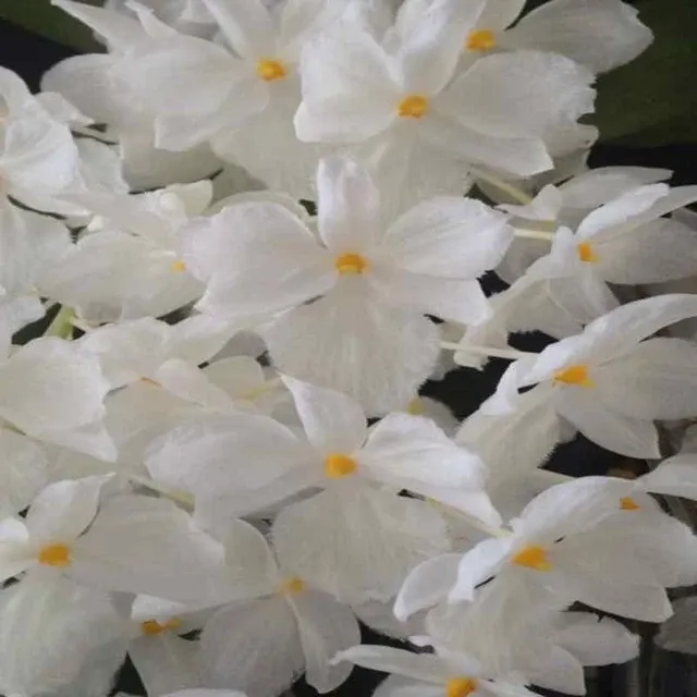 Dendrobium farmerii petaloid alba sp
