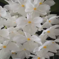 Dendrobium farmerii petaloid alba sp. - GM - JOGA
