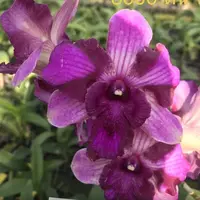 Dendrobium Orchid Plant Nopporn Star Bright #761 - Seedling