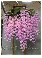 Phal. schilleriana ', Note: plant with 6-8" leaf span . ' (' Fragrant Butterfly' x ' Pink Butterfly ' AM/AOS)