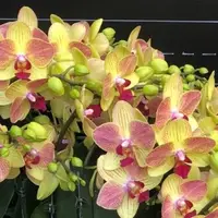 Phalaenopsis Fangmei Sweet '三色鳥' 1.7"