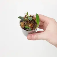 Bulbophyllum pardolatum