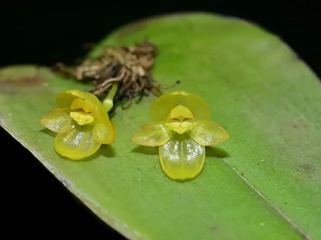Pleurothallis epiglottis