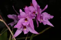 Laelia rubescens x albida ?