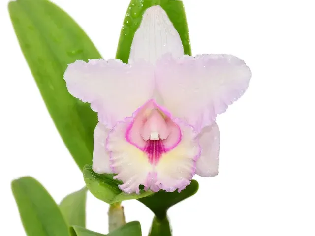 Cattleya Anahi Carchi (Cattleya)