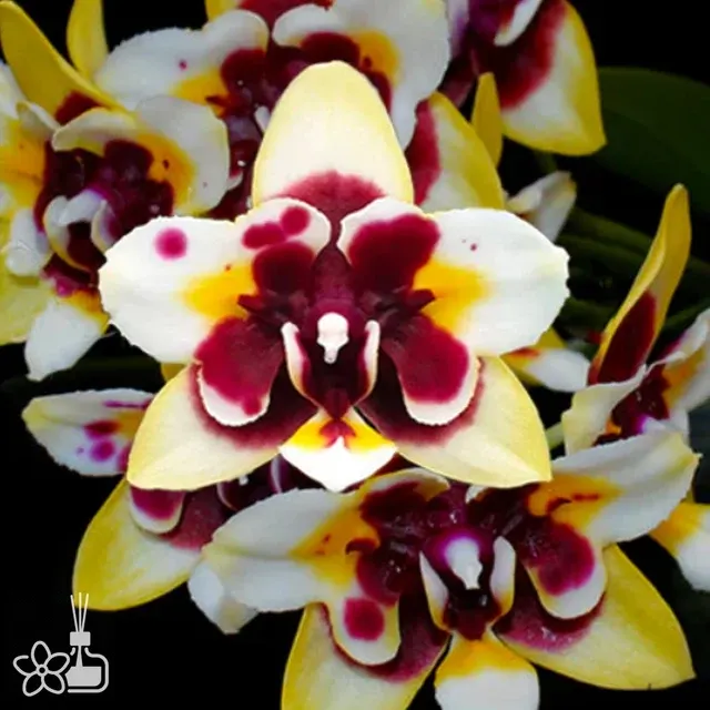 Phalaenopsis Yaphon Star Diamond '6601'