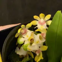 Gastrochilus japonicus blooming size miniature orchid species.
